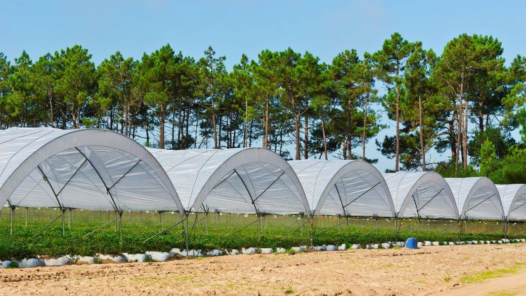 Теплиці. Фото: КОВА